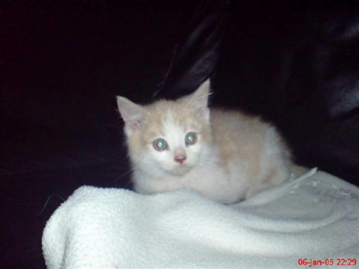 Huskat Hubert billede 6