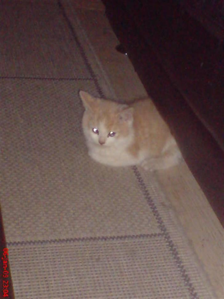 Huskat Hubert billede 7