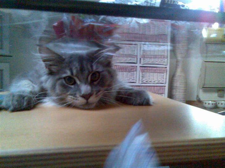 Maine Coon Rafiki - sjov med glasbord :) billede 11