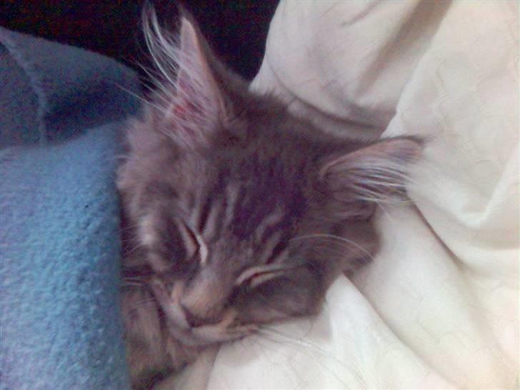 Maine Coon Rafiki billede 12