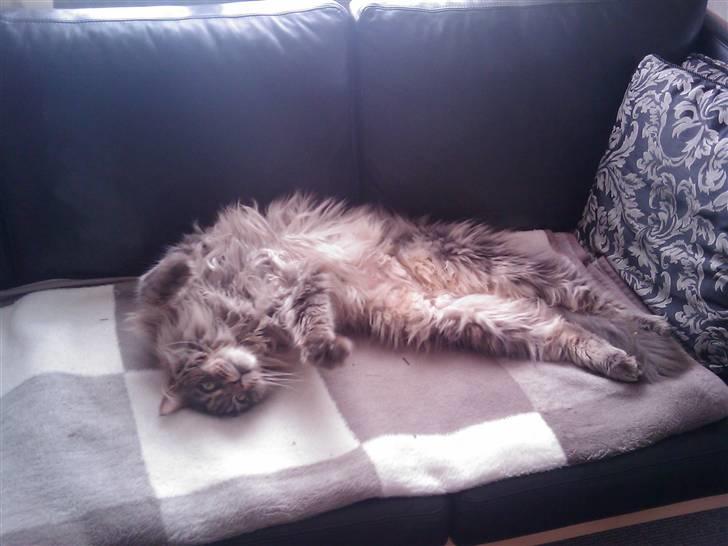 Maine Coon Rafiki - nej mor, ikke børste nu, ligger lige så godt!! :) billede 13