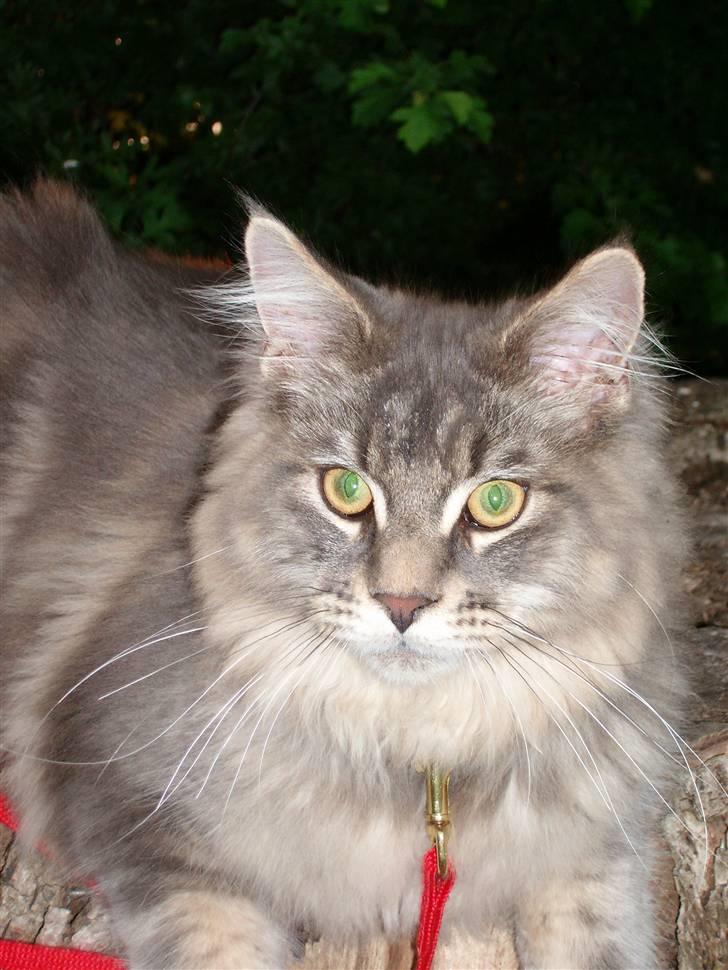 Maine Coon Rafiki billede 14