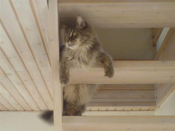 Maine Coon Rafiki billede 15