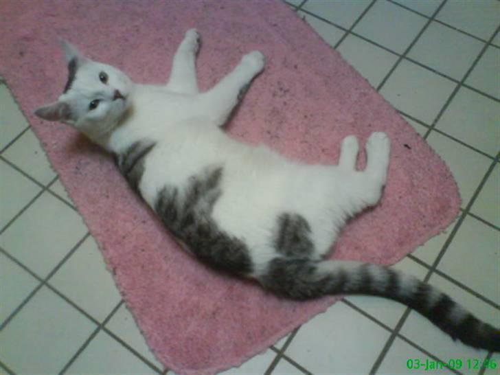 Blanding af racer Walter *Bor på Sjælland - Walter min lille skat billede 1