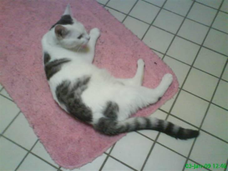 Blanding af racer Walter *Bor på Sjælland - Walter <3 billede 2