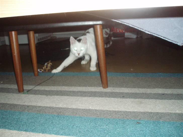 Blanding af racer Walter *Bor på Sjælland - Walter <3 billede 3