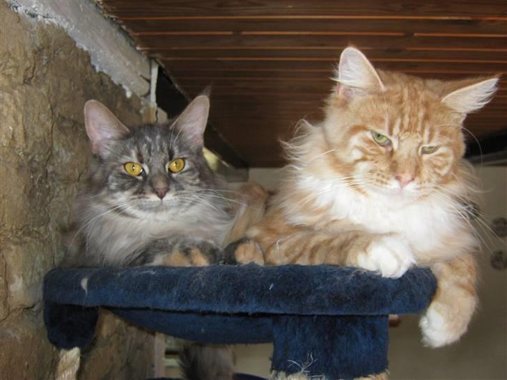 Maine Coon Garfild er blivet slogt snøft - Er  jeg ikke dejlig<3 billede 2