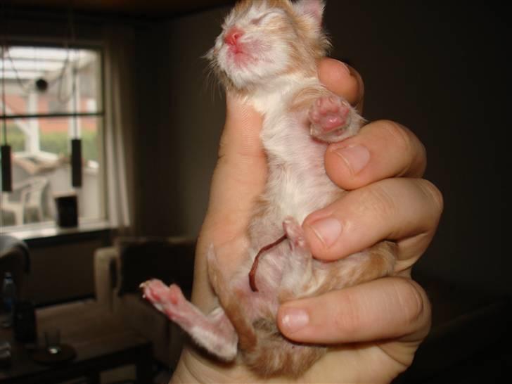 Maine Coon Garfild er blivet slogt snøft - Kun få timer gamle billede 3