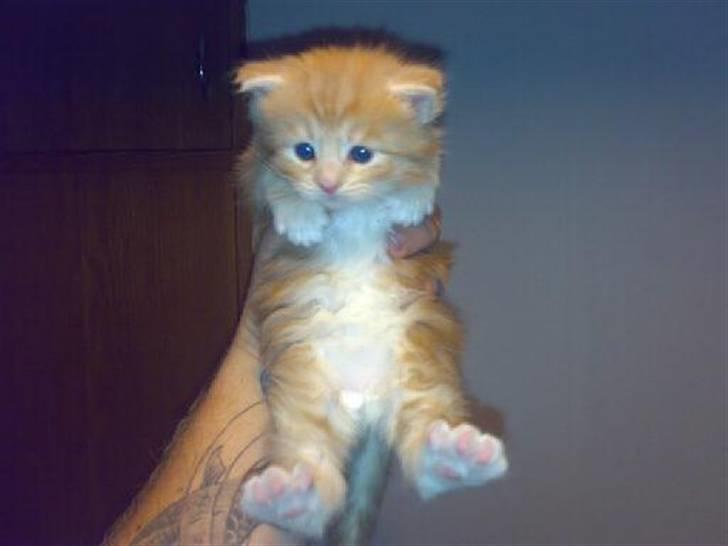 Maine Coon Garfild er blivet slogt snøft - nutte ikke billede 4