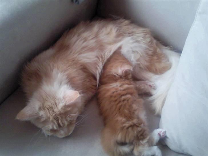 Maine Coon Garfild er blivet slogt snøft - Mor og søn hygge billede 5