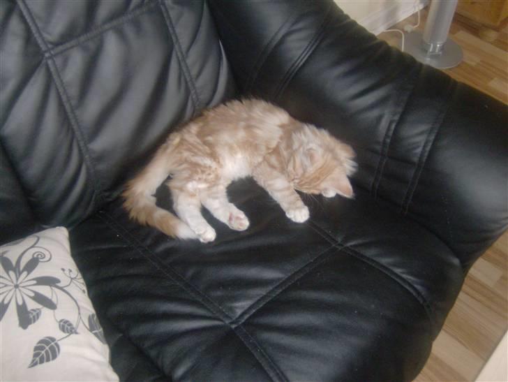 Maine Coon Garfild er blivet slogt snøft - jeg bliv bare træt billede 6