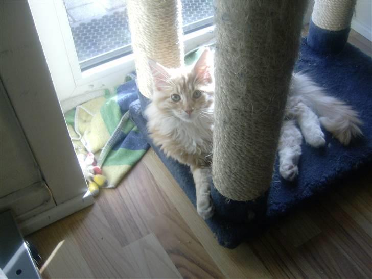 Maine Coon Garfild er blivet slogt snøft billede 7