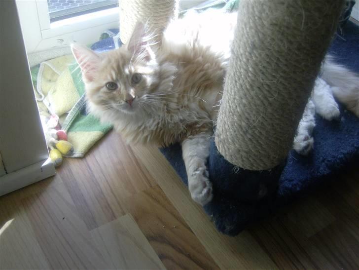 Maine Coon Garfild er blivet slogt snøft - hygge gør jeg.. billede 8