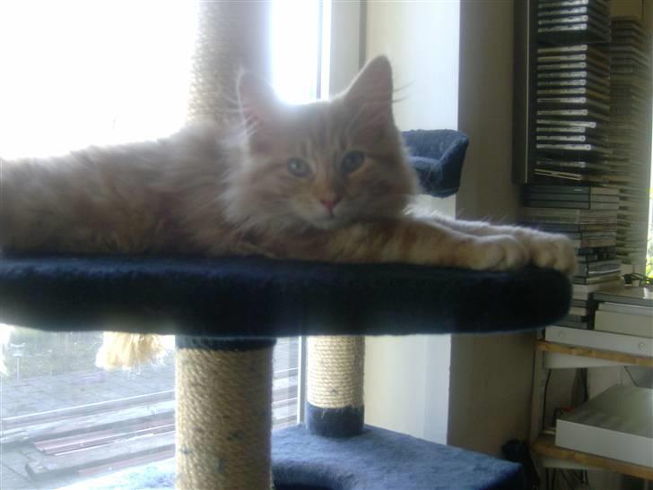 Maine Coon Garfild er blivet slogt snøft - Er jeg lækker billede 9