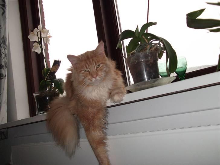 Maine Coon Garfild er blivet slogt snøft - Skal nok ligge stille... billede 10