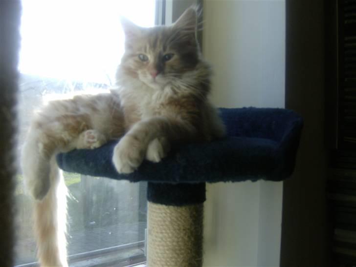 Maine Coon Garfild er blivet slogt snøft - så bliv dog færdig de billede billede 11