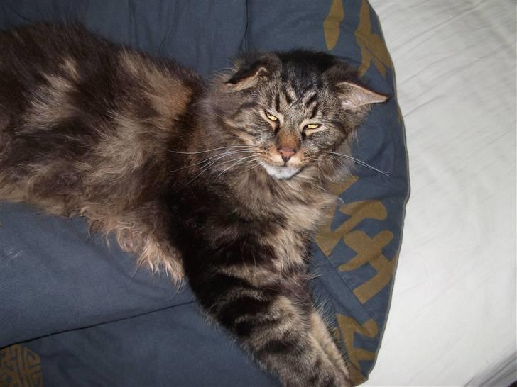 Maine Coon Apollo - Flad lige ud.. billede 17