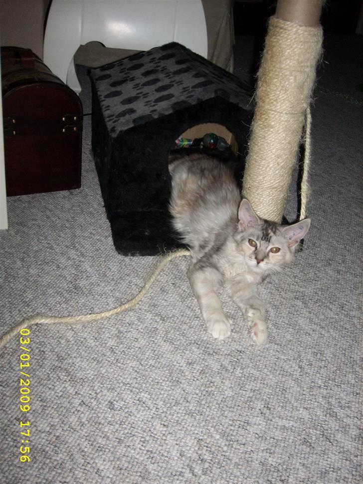 Maine Coon Toffie( Millemus) - Millemus tar en slapper.. billede 8