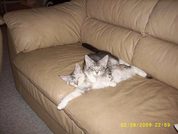 Maine Coon Jelly - Jelly slapper med søs... billede 10