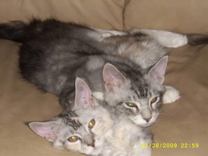 Maine Coon Toffie( Millemus) - Millemus hygger med brormand... billede 9