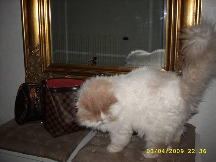 Perser Skatmans Salaso billede 12