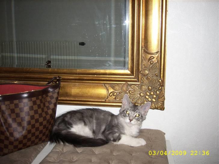 Maine Coon Jelly billede 11