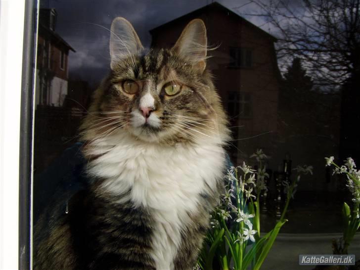 Norsk Skovkat Louie - Louie <3 en lille charmør billede 1