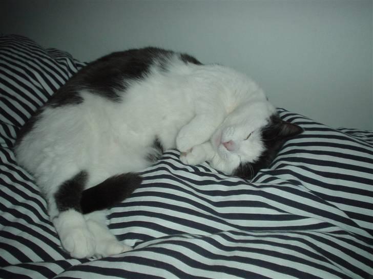 Blanding af racer Bianca billede 7