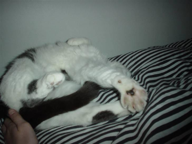 Blanding af racer Bianca billede 8