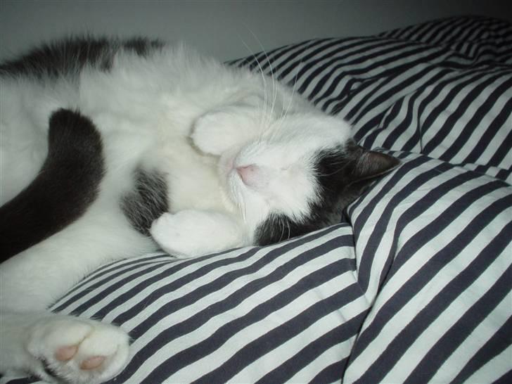 Blanding af racer Bianca billede 9