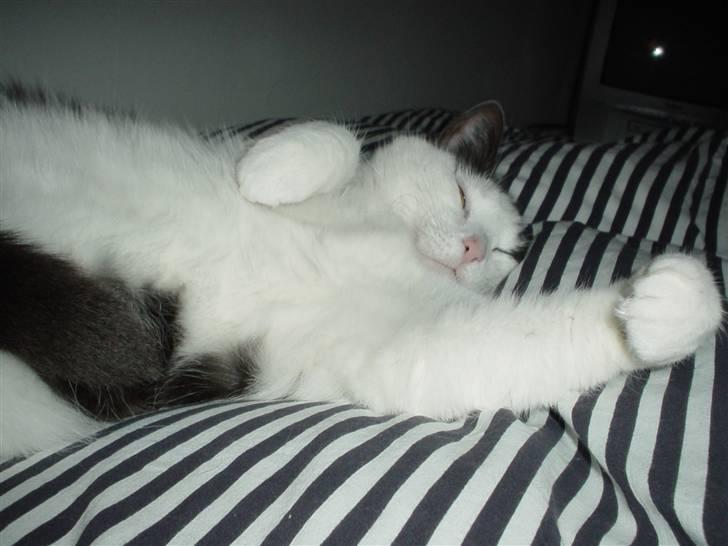 Blanding af racer Bianca billede 10