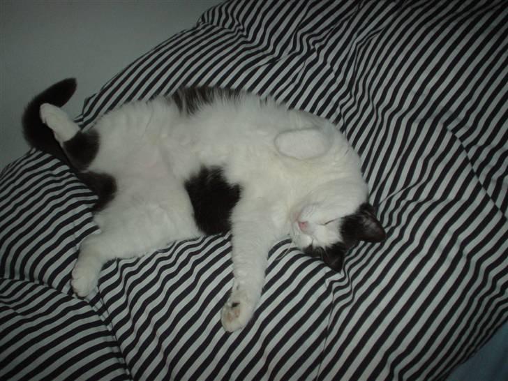 Blanding af racer Bianca billede 11