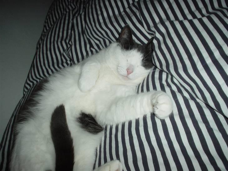 Blanding af racer Bianca billede 12