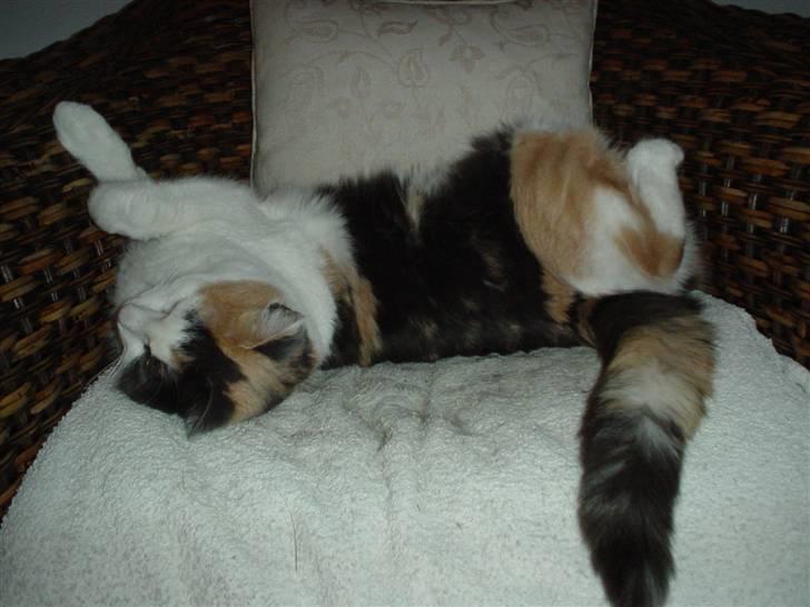 Blanding af racer Bella billede 16