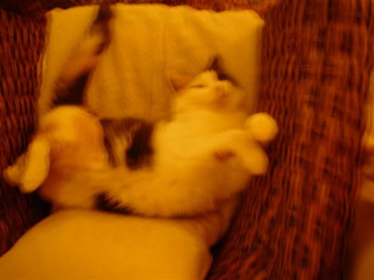 Blanding af racer Bella billede 17