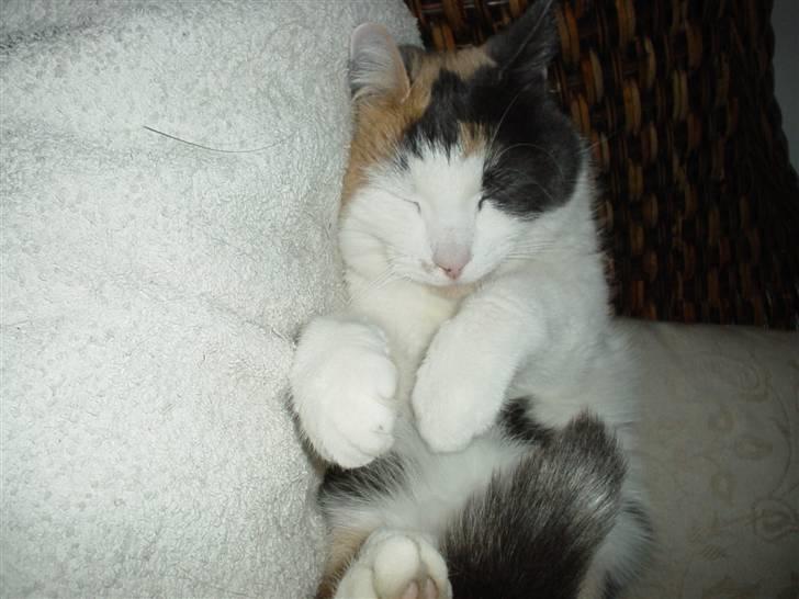 Blanding af racer Bella billede 18