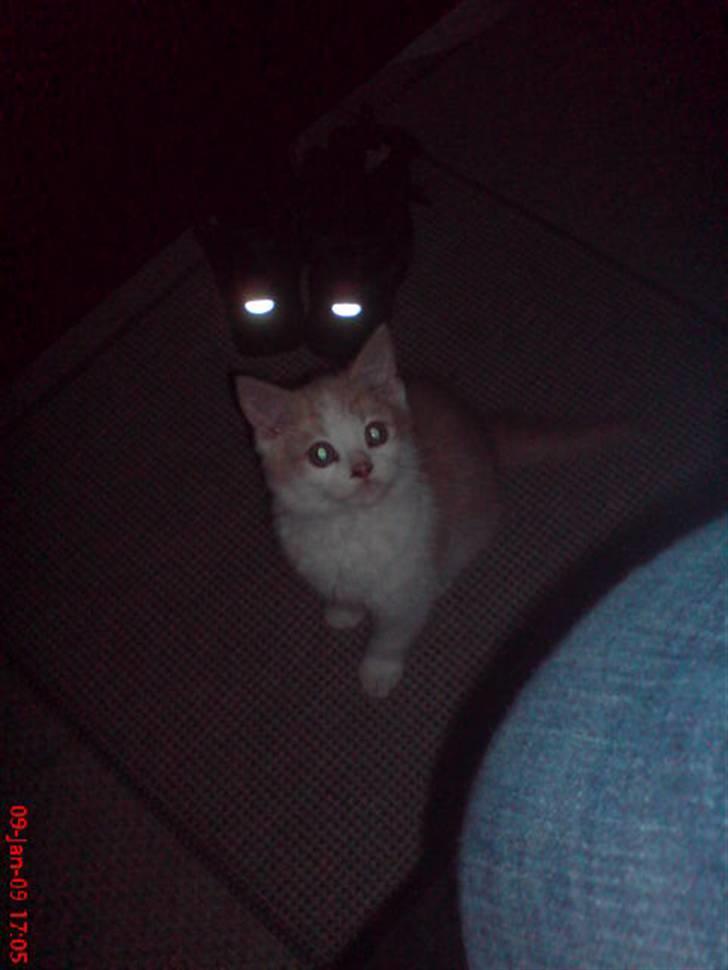 Huskat Hubert billede 8