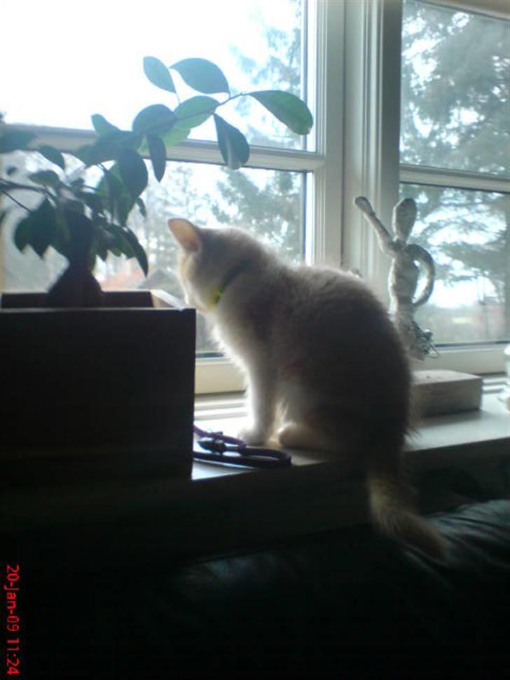 Huskat Hubert billede 9