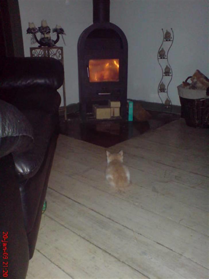 Huskat Hubert - DET er hygge :D billede 10