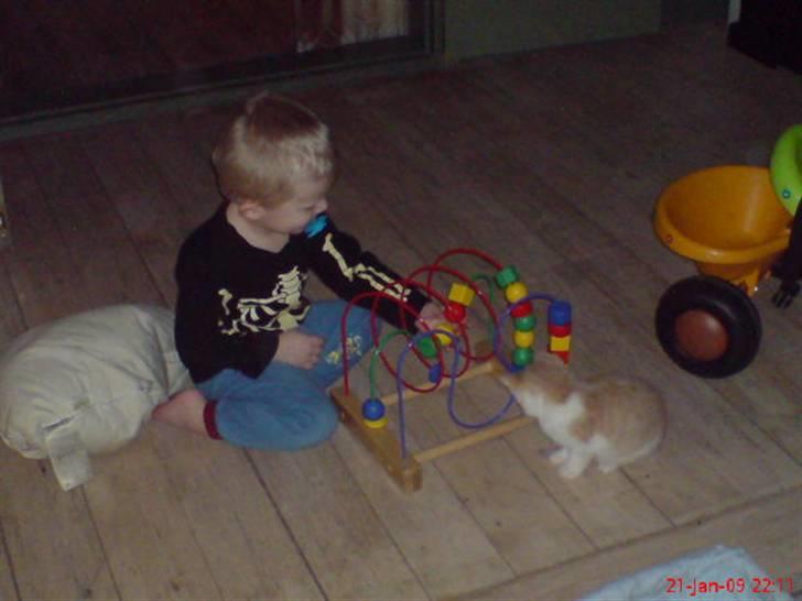 Huskat Hubert - Hubert elsker at se ham lege :D Og især når han leger med biler for de kører jo rundt :D billede 11