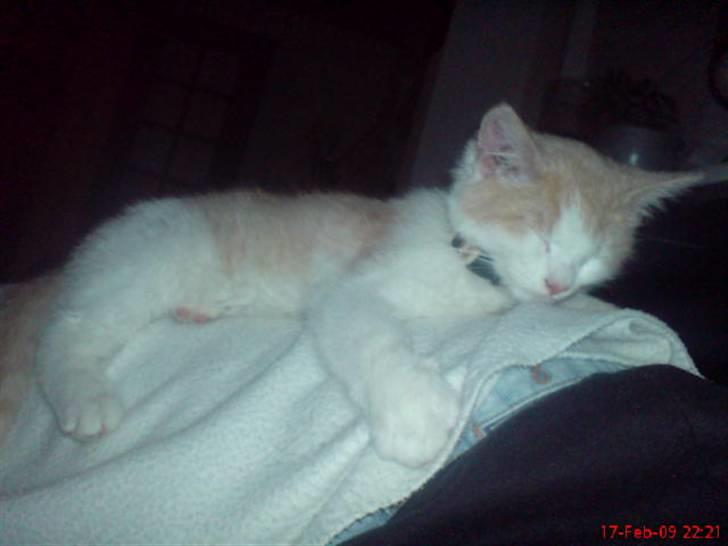 Huskat Hubert billede 13