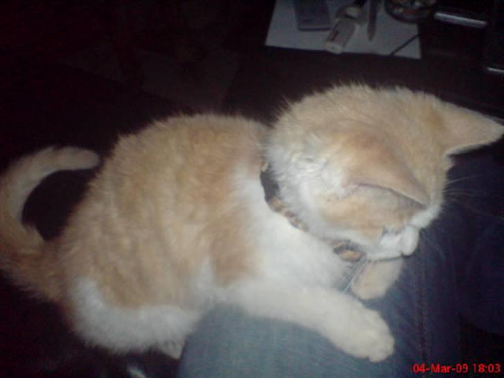 Huskat Hubert billede 14