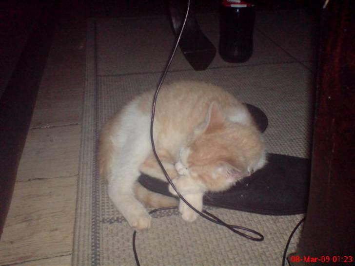 Huskat Hubert billede 15