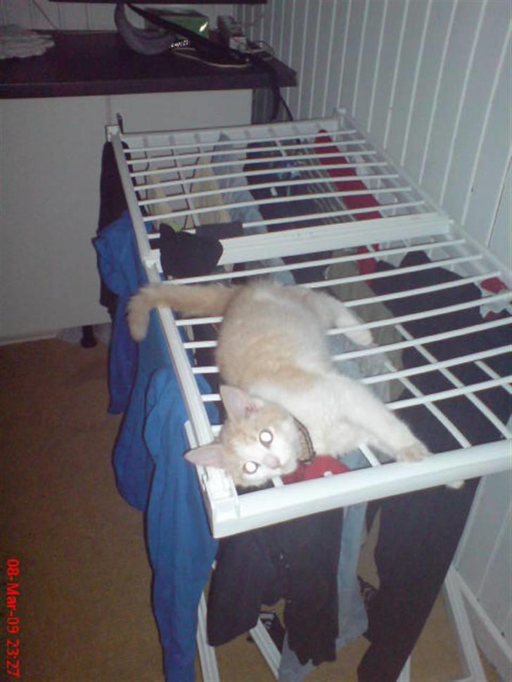 Huskat Hubert - Ynglings putte sted :D billede 17