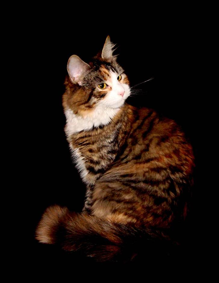 Maine Coon Jasmin billede 17