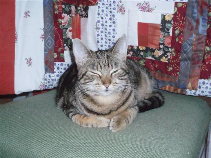 Huskat Frøns billede 1