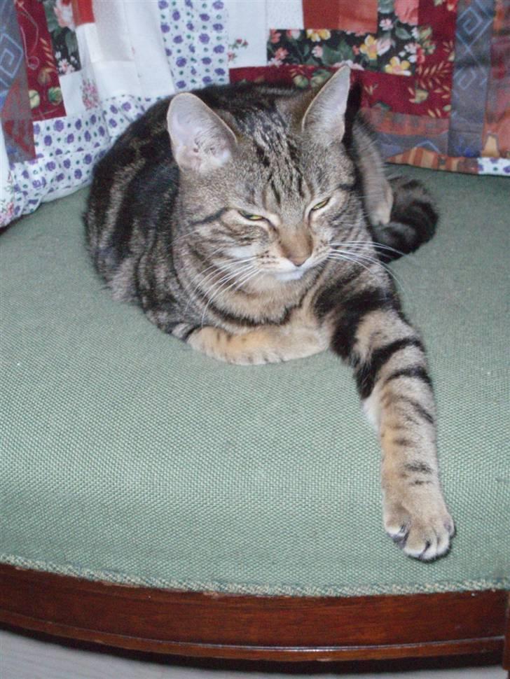 Huskat Frøns - Frøns der holder pause fra legeriet.. billede 2