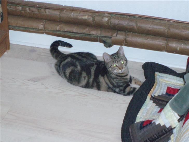 Huskat Frøns - Frøns elsker at lege med ting under tæppet..:D billede 3