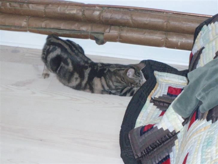 Huskat Frøns - Uhhh, jeg har den næsten.. billede 4