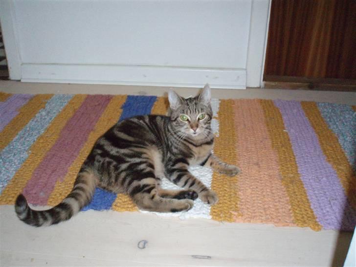 Huskat Frøns - Dejlige Frøns billede 5